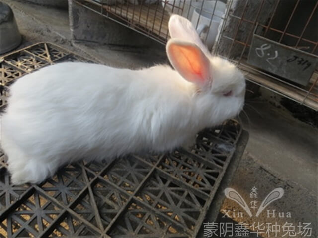 長(zhǎng)毛種兔
