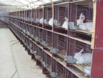 巨型安哥拉兔一只？怎么養(yǎng)？