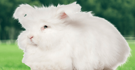 長毛兔拔毛怎么拔？