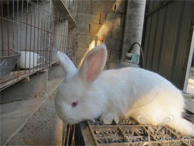 減少兔飼料浪費的方法有哪些？