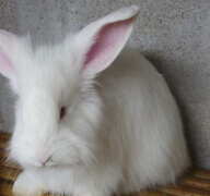 長(zhǎng)毛兔品種化