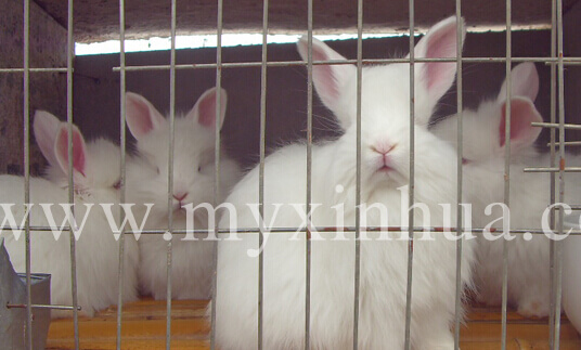 長毛兔養殖增效措施有哪些？