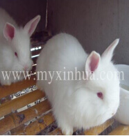 養兔我們需要每日做什么？