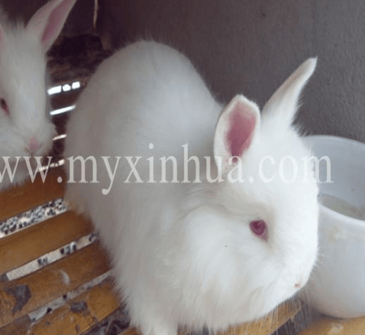 長毛兔發病、難產等問題與什么有關？