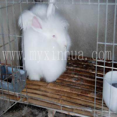 安哥拉兔母兔缺乏乳汁不肯哺乳怎么辦？