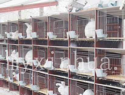 安哥拉兔的飼養要根據習慣來！