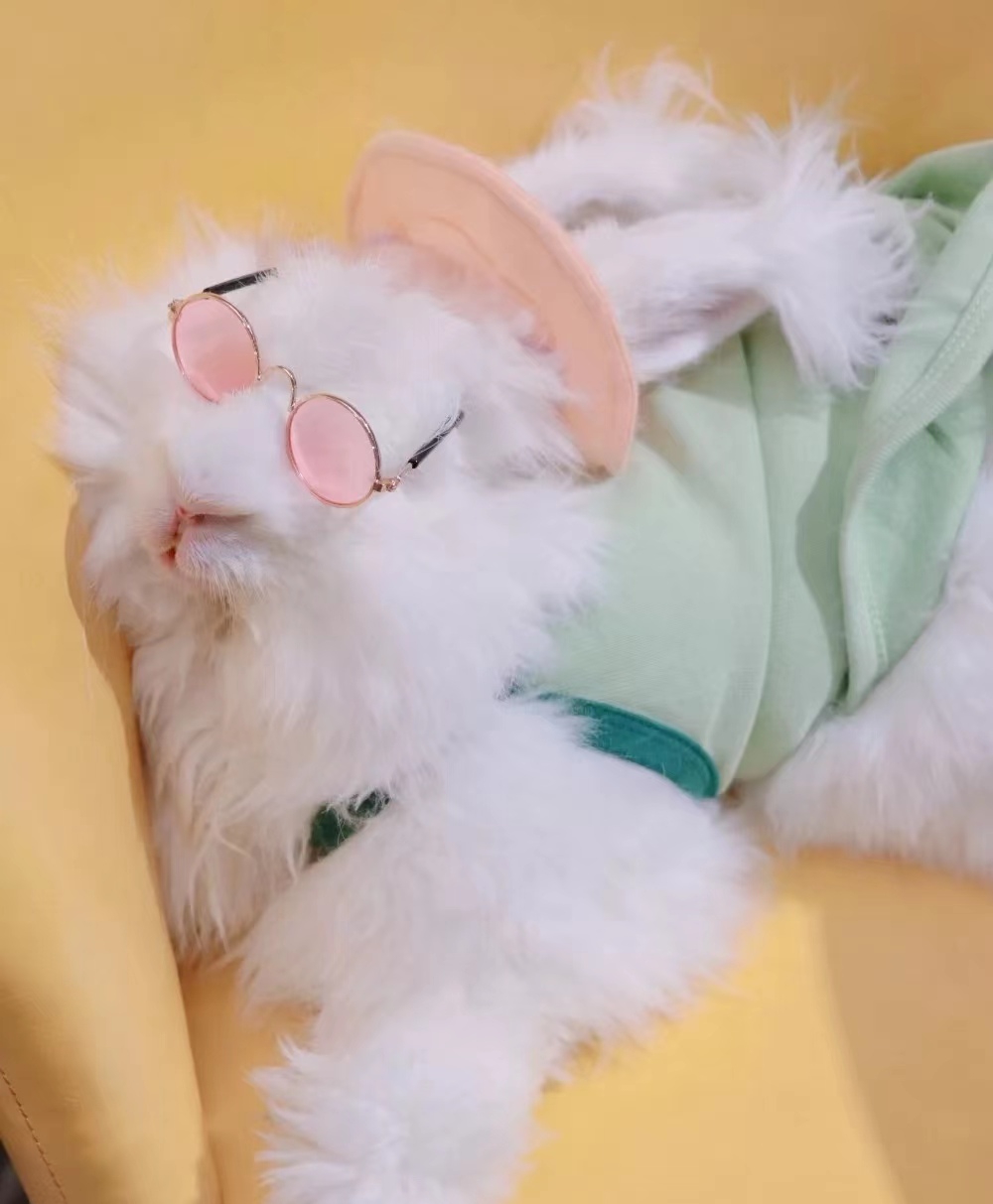 長毛兔喜愛的食物及營養需求