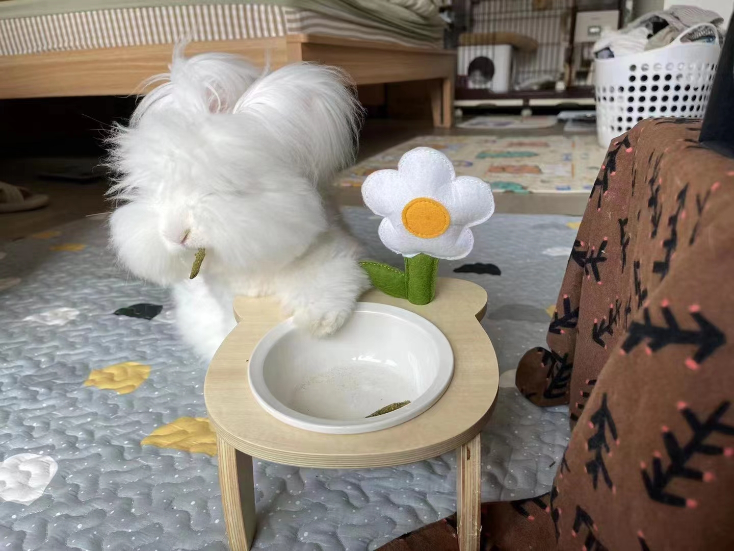 長毛兔養法糾結？散養、籠養還是混合養？一文說清不踩