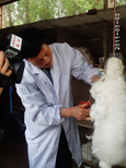 長毛兔兔毛的產(chǎn)量和質(zhì)量如何來提高？
